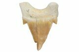 Pathological Otodus Shark Tooth - Morocco #213911-1